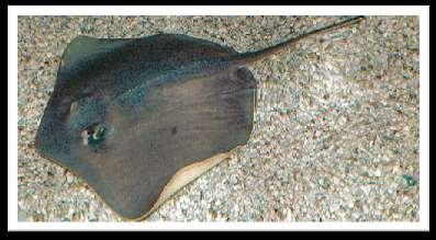 SOUTHERN STINGRAY: Dasyatis Americana Prepared by: Nancy Passarelli and Andrew Piercy The Southern stingray occurs in tropical and subtropical waters of the southern Atlantic Ocean, as well as the