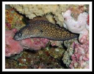 DISTINGUISHING FEATURES: The Spotted moray is a typical medium-sized moray eel. It has a long snake-like body, is white or pale yellow in color with small overlapping dark-brown spots.