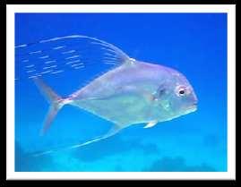 AFRICAN POMPANO: Alectis ciliaris The African Pompano is found in tropical waters (65-80 degrees F) worldwide at depths of less than 100 feet.