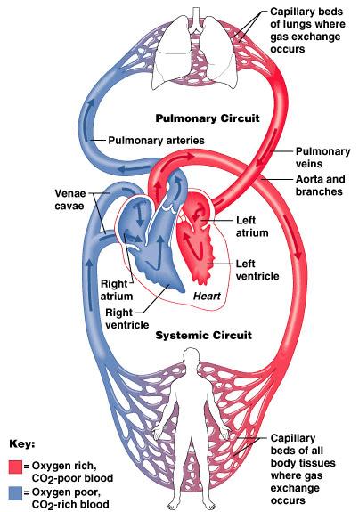 Figure 6. Systemic and pulmonary circuits in humans.