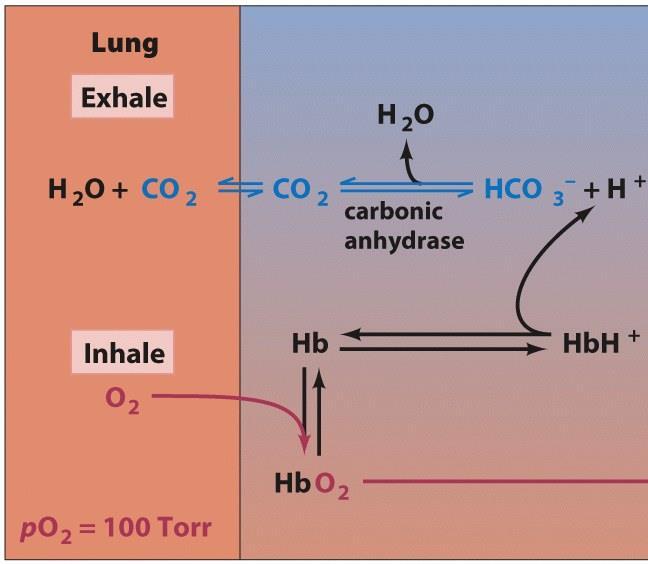Bohr Effect: Role in CO2 Transport to Lungs - In respiring muscles (po2 = 20 Torr), the metabolic production of CO2 generates bicarbonate and Bohr protons