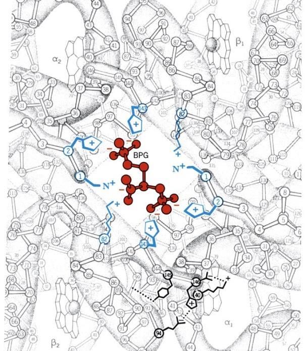 (-BPG) BPG Effect: Role in O2 Release to Tissues Crystal structure of deoxyhb ( 2 2) bound to BPG (red) Y (+BPG) K O2 (+BPG) = 30 Torr K O2 (-BPG) = 10 Torr @ Tissue po2 (20 Torr): Hb saturation