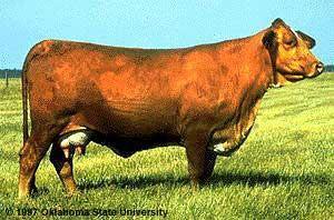 pedigree not known) Modern Beefmaster have estimated <1/2