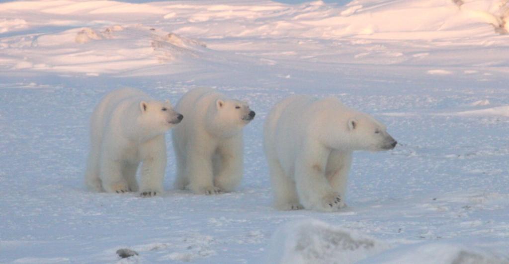 THE TOWLINE Page 2 U.S./Russia Treaty and Chukchi Polar Bears In previous newsletters, we told you about regulations that the USFWS is expecting to impose on polar bear hunters in the Chukchi Sea.