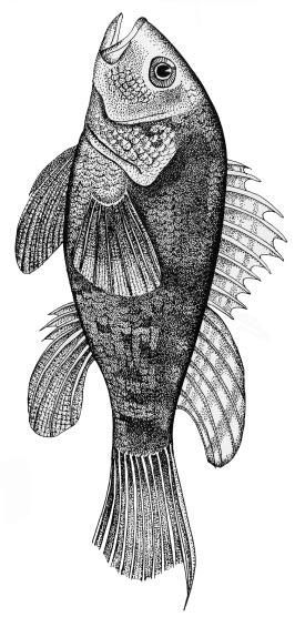 Growth of juvenile black sea bass, Centropristis striata, fed either a commercial salmon or trout diet Issued by the Georgia Sea
