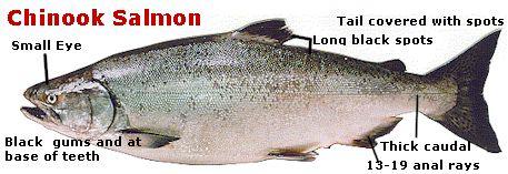 CHINOOK (Oncorhynchus tshawytscha) The chinook, a favorite of sport fisherman, is the largest of British Columbia's five salmon species. The world record is 57.27 kg.