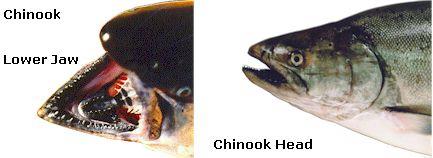 As it approaches fresh water to spawn, its color darkens and it develops a reddish hue around the fins and belly. The teeth of adult spawning males become enlarged and the snout develops into a hook.