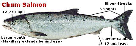 CHUM (Oncorhynchus keta) Chum salmon are attractive fish. In salt water they are metallic blue and silver, with occasional black speckling on the back.