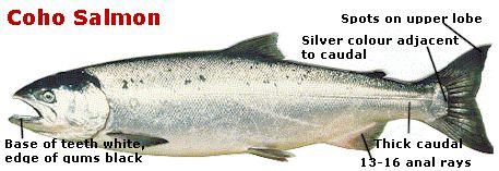 COHO (Oncorhynchus kisutch) Coho are swift, active fish. These salmon are found in most B.C. coastal streams and in many streams from California to Alaska, but their major territory lies between Cook