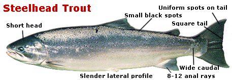 STEELHEAD (Oncorhynchus mykiss) Steelhead trout take habitat in tidal waters of estuaries and near shore.