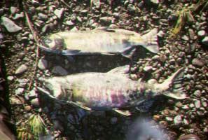 Chinook carcasses