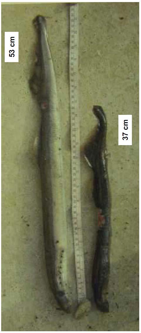 Dwarf Pacific lamprey Beamish, RJ (1980) Canadian Journal of Fisheries and