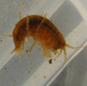 (Plecoptera) Fresh water shrimps (Gammarus) Caseless caddis Flat bodied Heptageniidae Securing funds from the People s