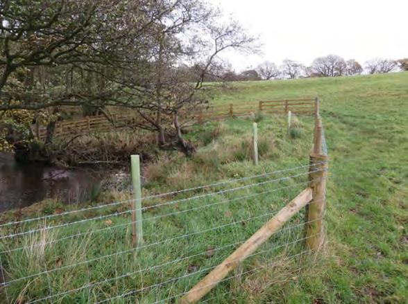 65 hazel and oak trees were planted within new buffer strips in early 2016.
