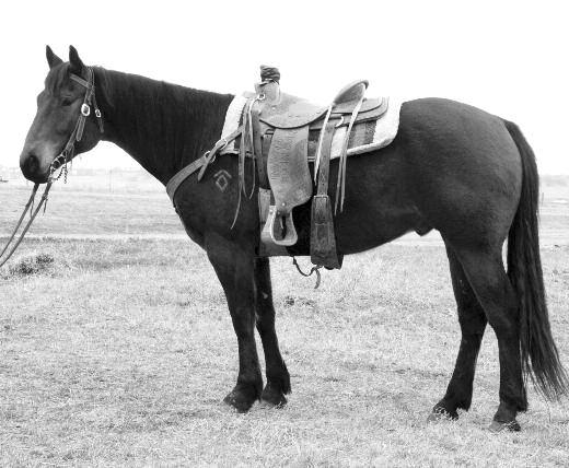 16 JaCki master 2004 Bay Gelding Reg. 4536725 Price Ranch MISS DRIFt MaSteR FIESTyS WAX WOOD MR FIESTyWOOD SHESA CLASSy BABE Master is a really handy horse.