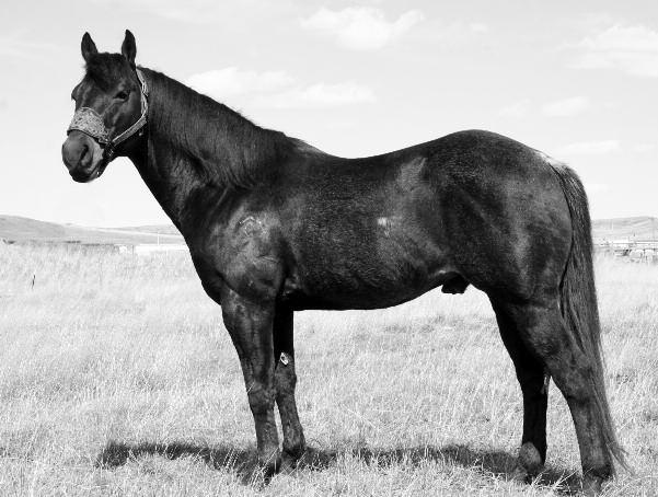 Have Some Cat Cougar Sire of every yearling in the sale! 38 JetS HigHbRoweR 2010 Black Stud Reg. 5316366 Price Ranch 39 HigH brower Limit 2010 Black Mare Reg.
