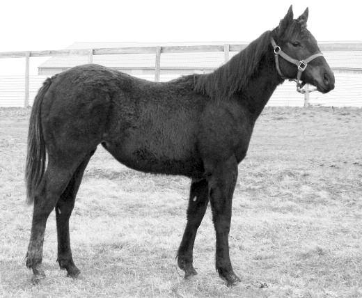 is is a nice, black filly out of a mare we have had for a long time. e dam to this filly is a mare that we have used on the ranch and in the arena.