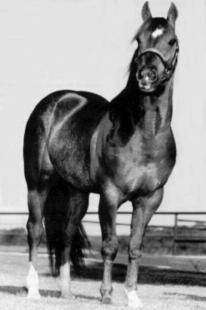 !! We are presenting a superb selection of well-bred quarter horses. ree years ago, we unfortunately lost Cozmo, our breeding sire, in a ranch accident.