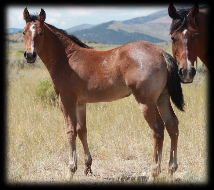 This colt has great bone and will be big enough to rope on or ride all day long 3 2017 Red Roan Stud Colt