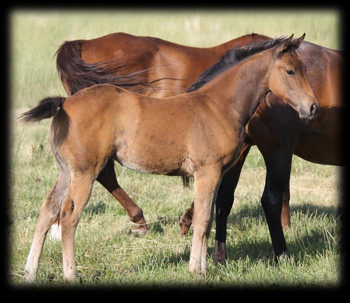 4 2017 Bay Filly Tivios Bueno Bars/WZ Heide Leo Wow! What a filly. Great pedigree & great conformation.