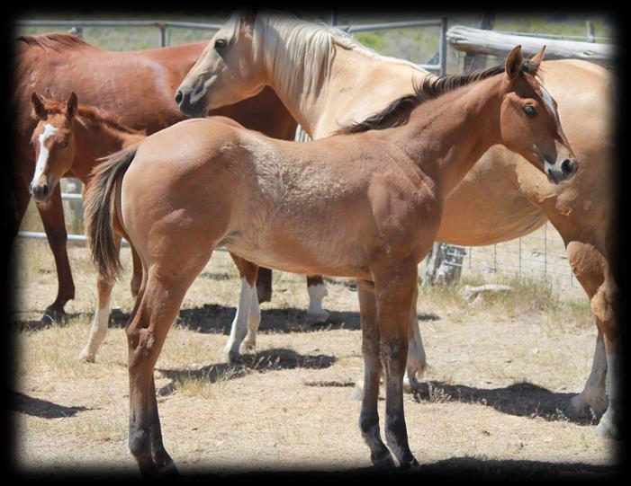 7 2017 Dun Filly Dynamo DunIt/Leos Pretty Ms Tiveo One of the older colts in the sale.