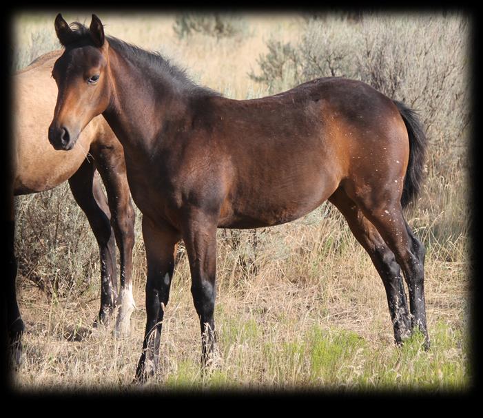 13 2017 Dun Stud Colt Dynamo DunIt/Startin To Do It Pretty smooth built colt - quick and light on his