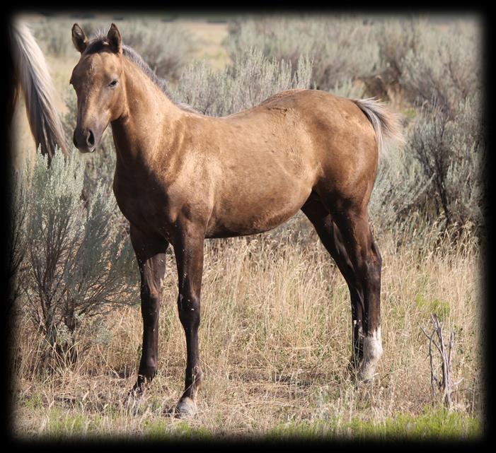 20 2013 Palomino Gelding Double Eagle Gold Romeo- 4 year old registered Palomino gelding.