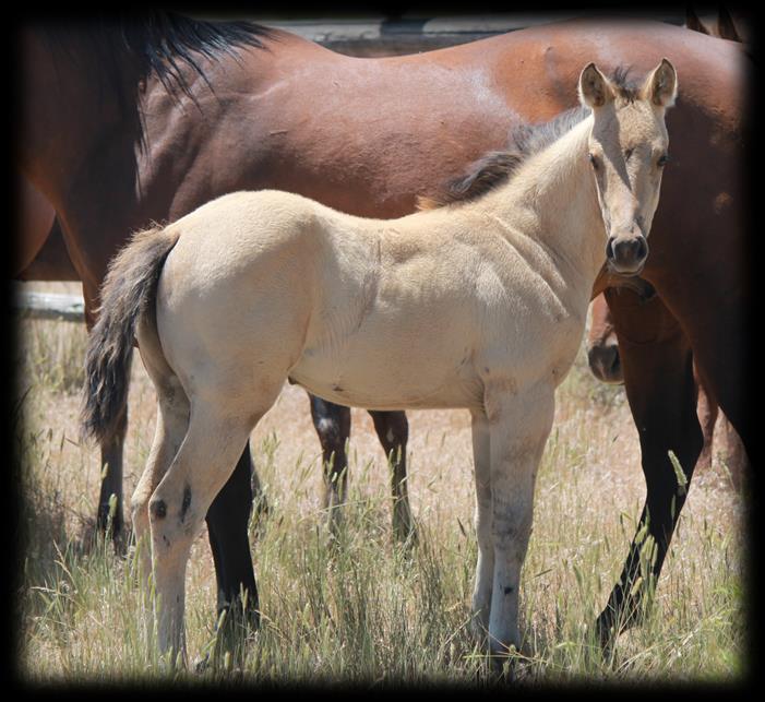 Dynamo DunIt. Her mother was an excellent reined cow horse. This filly should spin a hole in the ground.