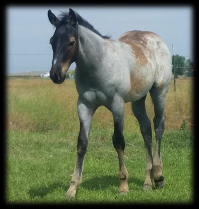 25 2008 Grey Gelding Keith GRADE This big grey gelding has been used as a pickup horse from amateurs