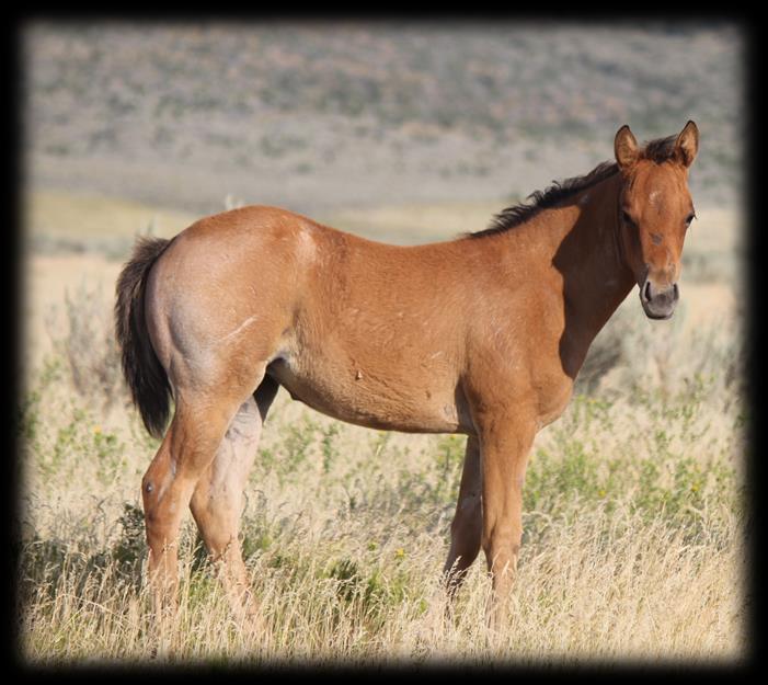 36 2017 Grey Stud Colt Mr Silver Pistol/Olena Heather This baby has it all!