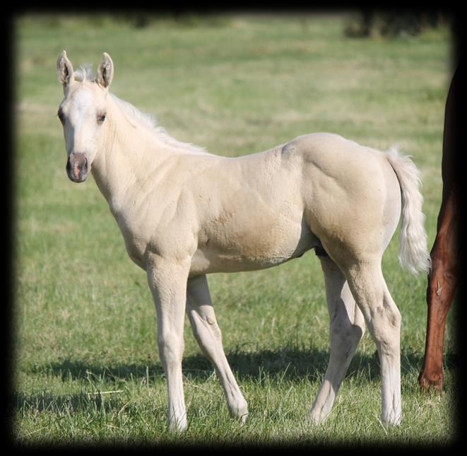 37 2017 Grey Stud Colt Mr Silver Pistol/Mama From Heaven This is a pretty double bred Playgun filly.