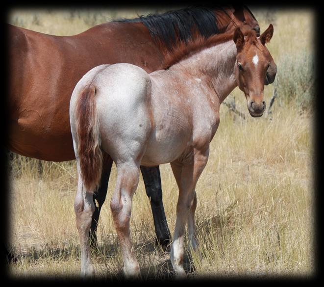 ! Palomino stud colt by Frenchmans Easy Doc and out of a granddaughter of Seattle Slew.