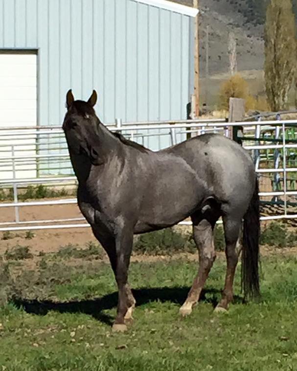 His pedigree spells cow clear through it. Lots of NCHA winners within his pedigree. We are excited to see what his foals will do. This year is the first crop!
