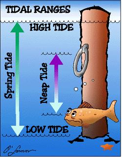 If trapped in this situation, swim parallel to the shoreline until out of the rip rather than swimming TIDES: Tides are the slow, periodic vertical rise and fall of the sea surface.