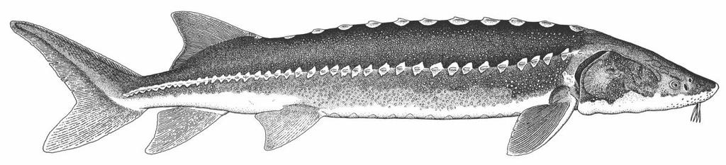 Middle (SG-2) and Lower (SG-1) Fraser River Sturgeon Monitoring Plan Guide produced