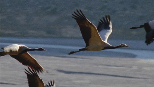 The Great Migrations ABOVE THE ROOF OF THE WORLD: THE MIGRATION OF THE DEMOISELLE CRANES DEMOISELLE CRANE FACTS Demoiselles are the smallest of the cranes, just 3 ft (90 cm) tall and weighing 4 7 lbs