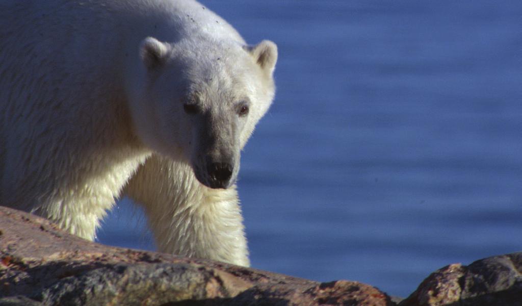 Adaptation and Habitat THE POLAR BEAR POLAR BEAR FACTS found throughout the Arctic on ice-covered waters from Canada, to Norway, parts of the USA, Russia and Greenland will travel hundreds of miles