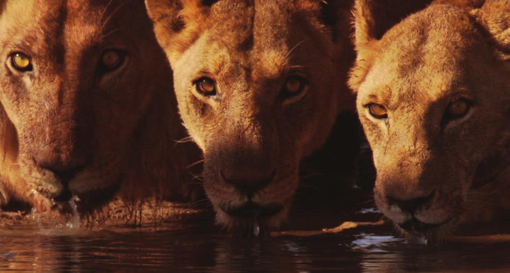 Predators and Prey THE LIONS OF CHOBE LION FACTS lions are the only cats to live socially in prides prides are made up of related females and could number 2 to 40 cats female cubs stay in their