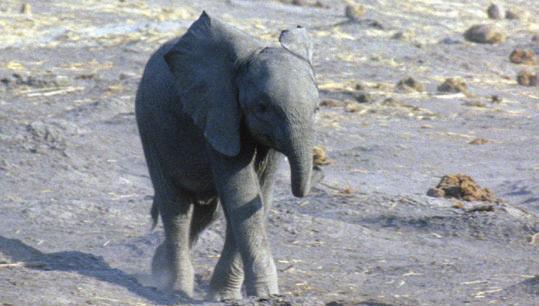 female elephants have one of the longest pregnancies of the animal world: 22 months elephants give birth to a single calf and have to wait a minimum of 2 to 4 years between pregnancies calves measure