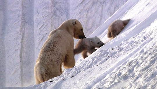 She chooses a site high up on snowy slopes to give her cubs protection from male Polar bears. The much bigger male finds it difficult to climb through the snow.