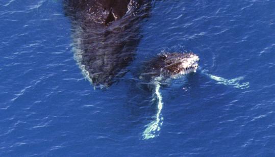 at least 2 years Humpback whales grow to be about 52 feet (16 m) long, weighing 25-40 metric tons Humpbacks can live to around 45-50 years THE SINGING WHALE Humpback whales breed in the warm tropical