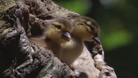 about 40-45 days old Mandarin ducks breed in woodland areas near lakes, marshes or ponds. They always build their nests in a hole in a tree up to thirty feet from the ground.