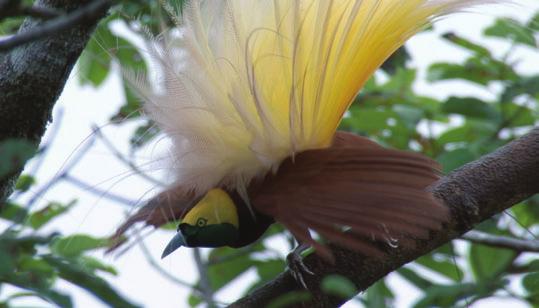 Life Cycles THE BIRD OF PARADISE of papua new guinea BIRD OF PARADISE FACTS there are around 40 different Bird of Paradise species in Papua New Guinea, each with a different display males of some