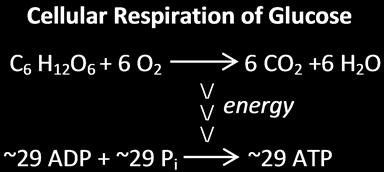 II. Respiration and Circulation This page provides helpful background for the experiments you will be doing on negative feedback and breathing. All the cells in your body need energy to do their work.