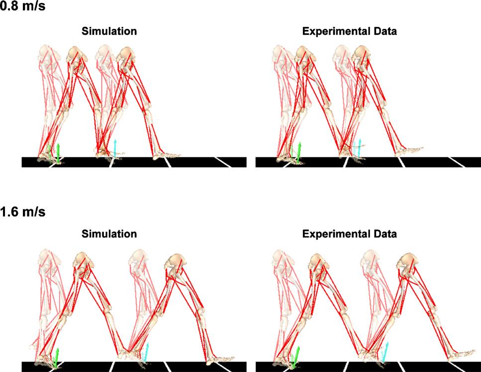 R.R. Neptune et al. / Gait & Posture 28 (2008) 135 143 137 Fig. 1. Muscle-driven simulations of walking and corresponding experimental data from right mid-stance to right heel-strike at 0.8 and 1.