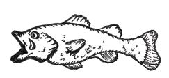 Bream Catfish