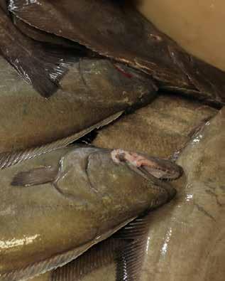 Turbot highlight Landed prices for turbot in 2014 averaged $6,500 per tonne, resulting in an overall landed value for this fishery of $73 million in 2014-15.