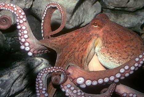 Cephalization: Cephalopods and gastropods