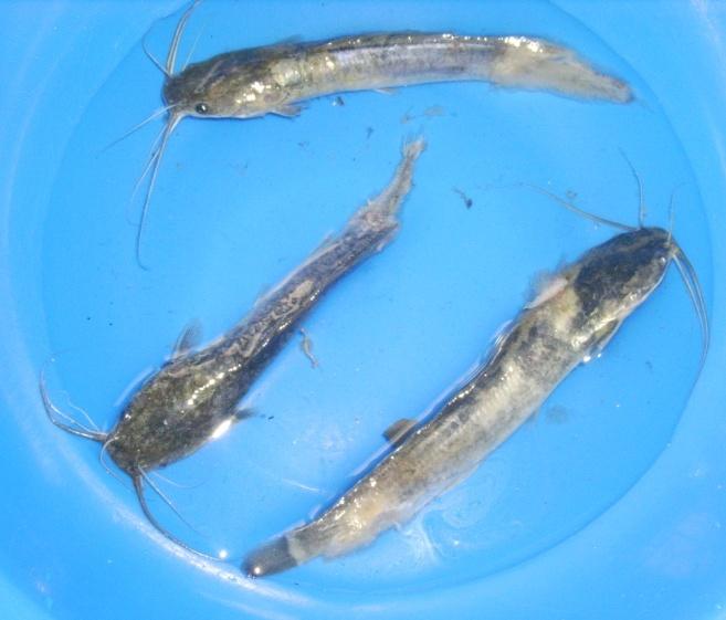 Missing tail white patches on body a. Good Quality Catfish Fingerlings.