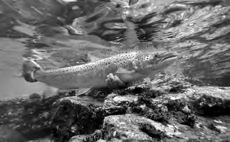 Salmon angling courtesy Start upstream of others: Begin fishing upstream of anglers that are already fishing a pool or run.